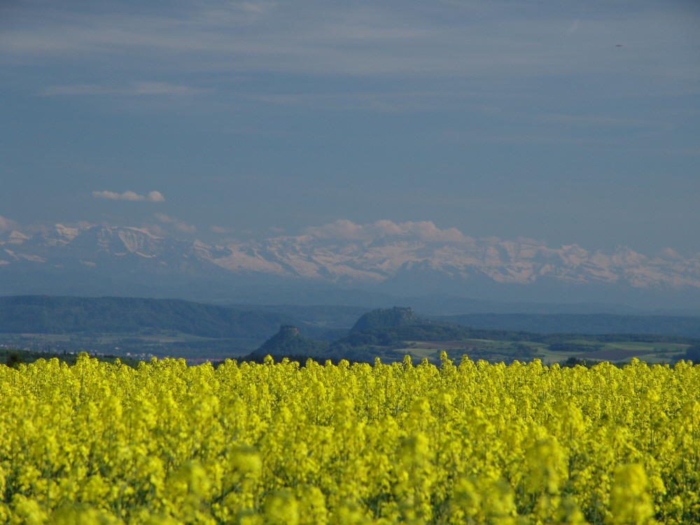 Rapsmeer auf dem Witthoh