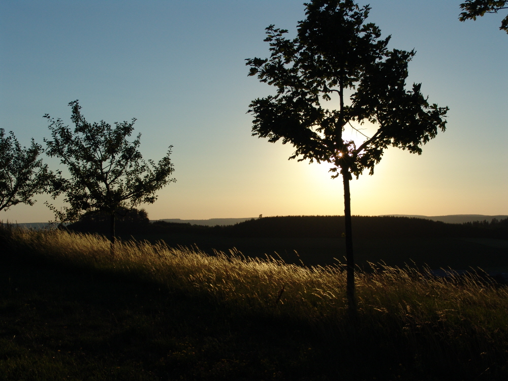 Lichtspiele in der Abendsonne