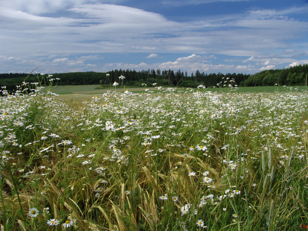 Blumenwiese bei Hattingen