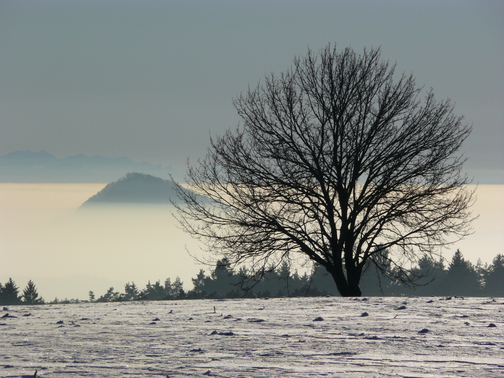 Hohenhewen im Nebelmeer